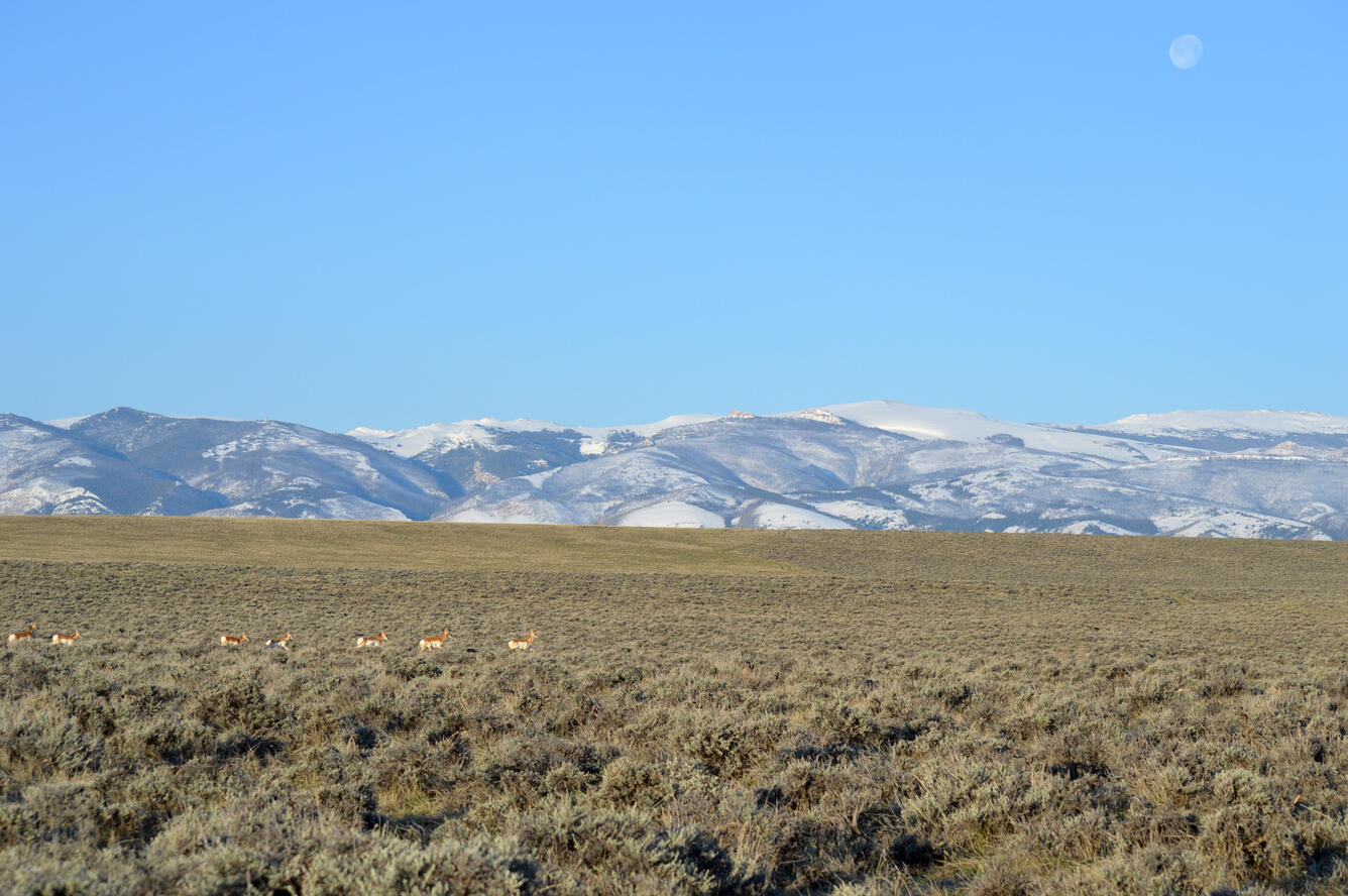 a mountain and sagebrush landscape set against a blue sky. Moon in sky, a few pronghorn walk through the sagebrush.