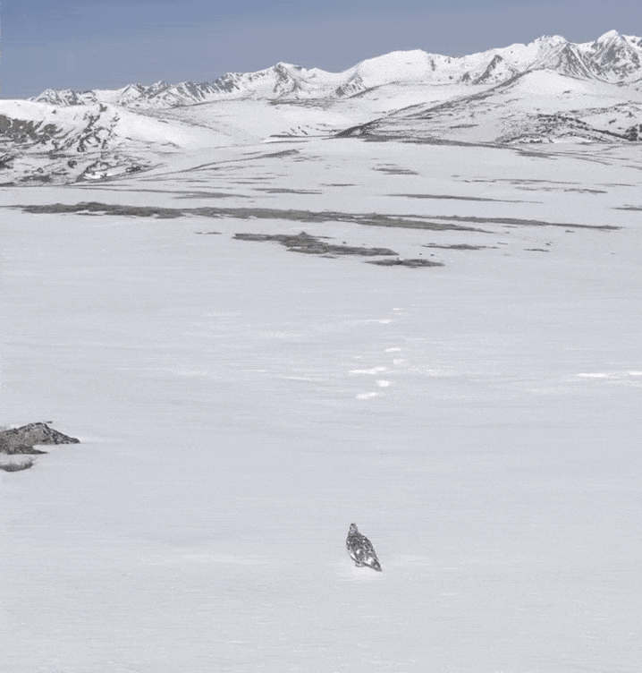 two birds fly together on a snowy, mountainous landscape