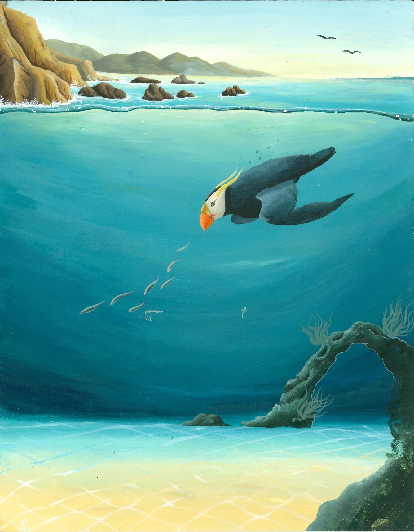 Tufted puffin dives for fish on the Oregon coast