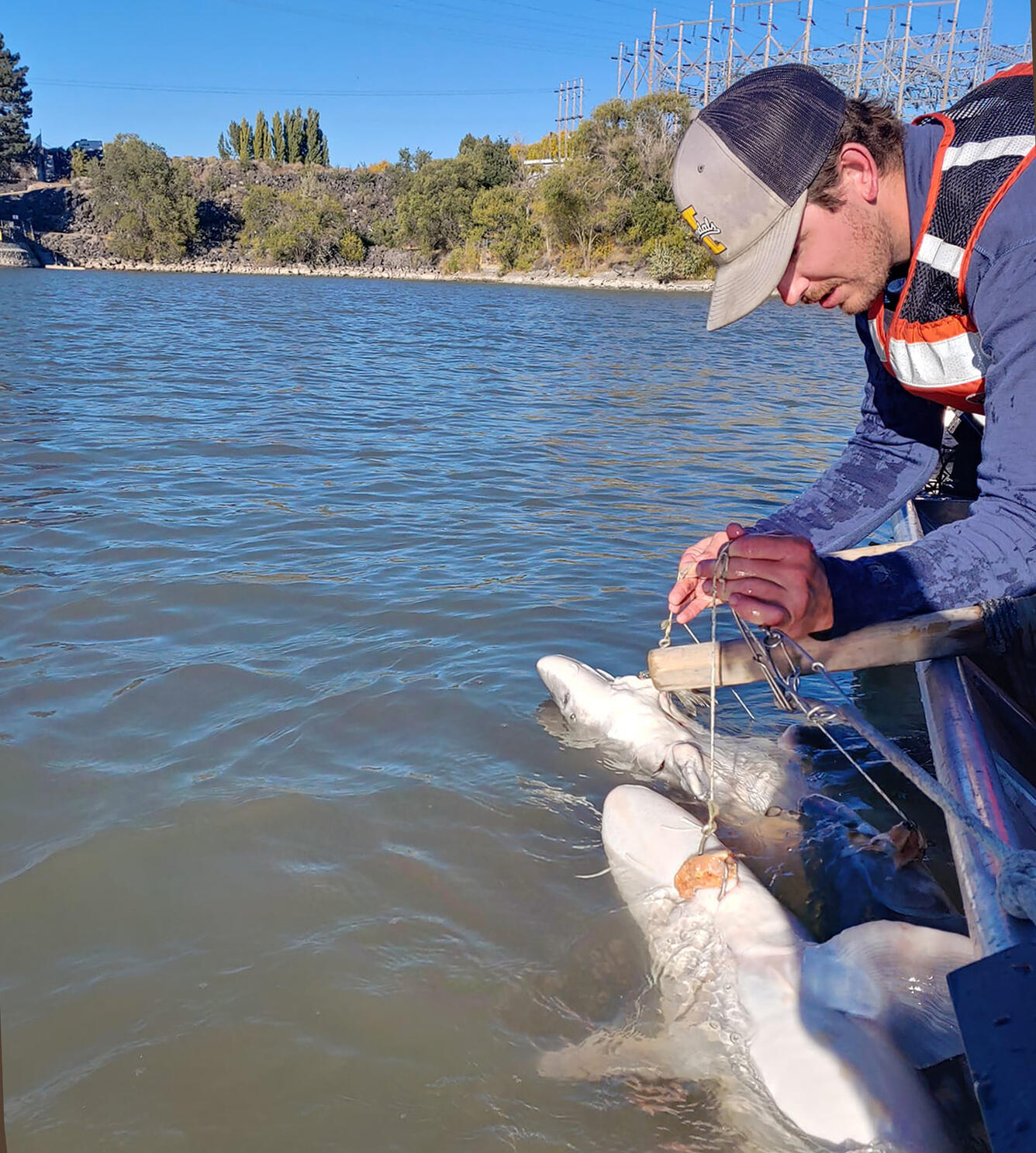 Graduate student catching two white sturgeon