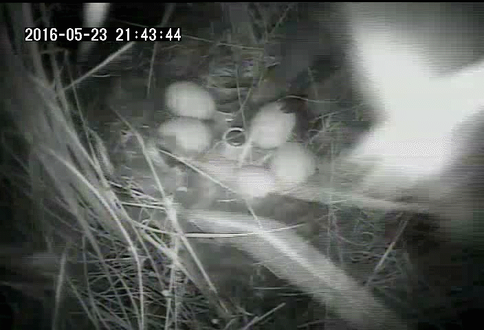 A raccoon approaches a duck nest at night and takes an egg, then leaves the nest
