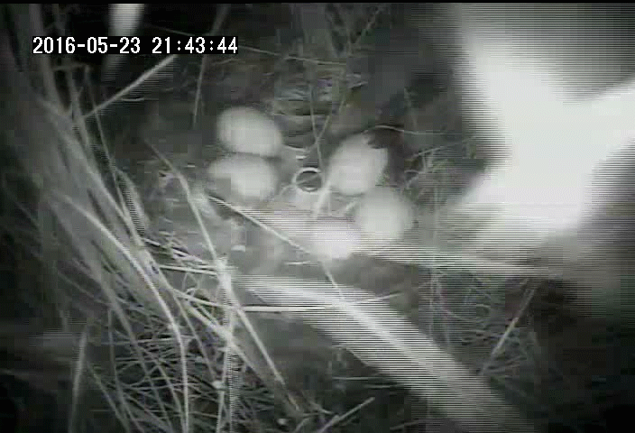 A raccoon approaches a duck nest at night and takes an egg, then leaves the nest
