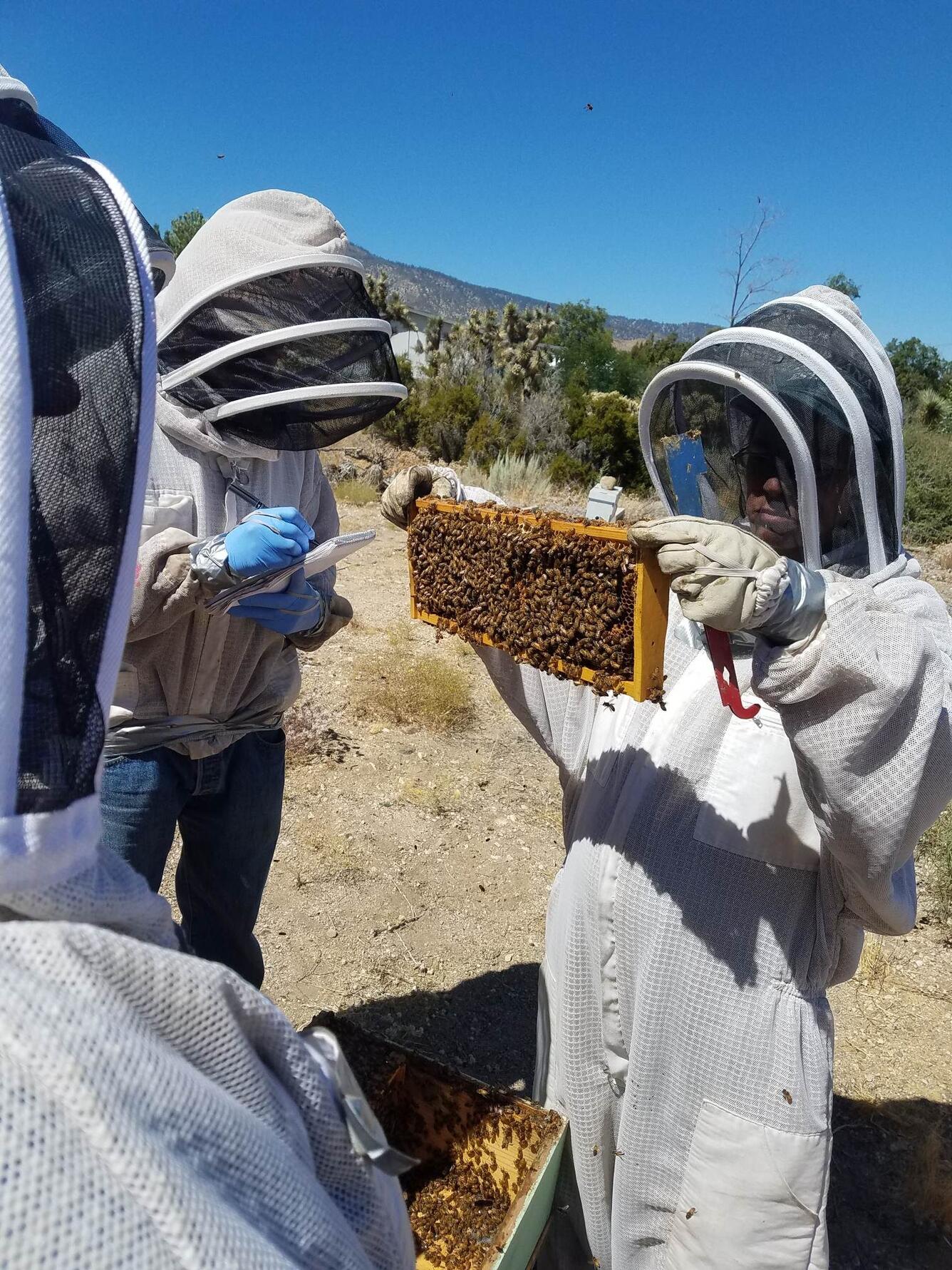 Regular colony checks and monitoring for marked bees.