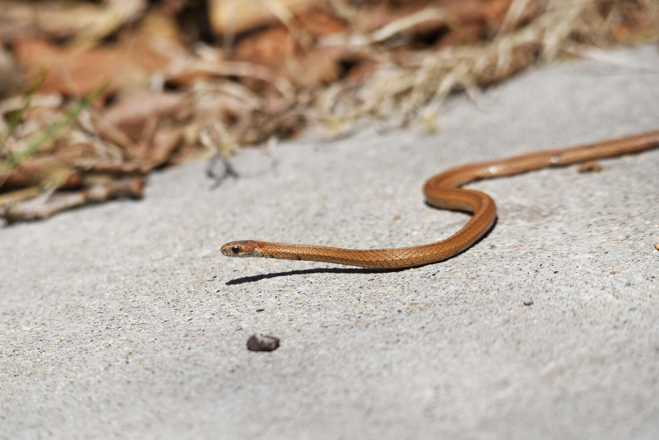 Little redbelly snake on a sidewalk