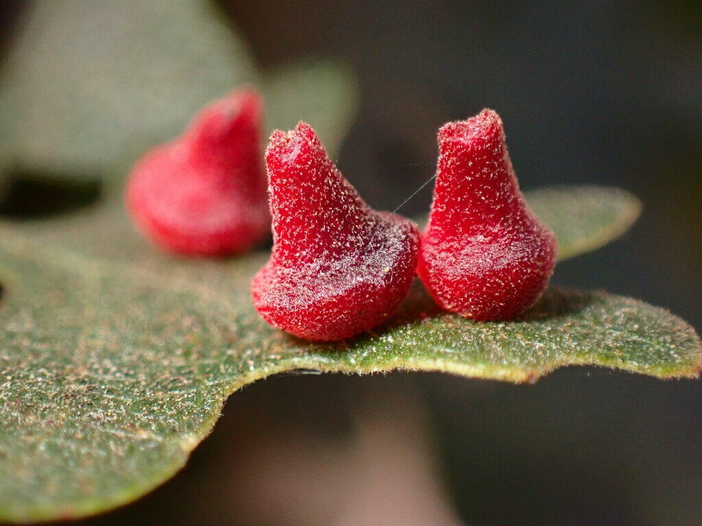close-up of three red cone-shaped galls on an oak leaf