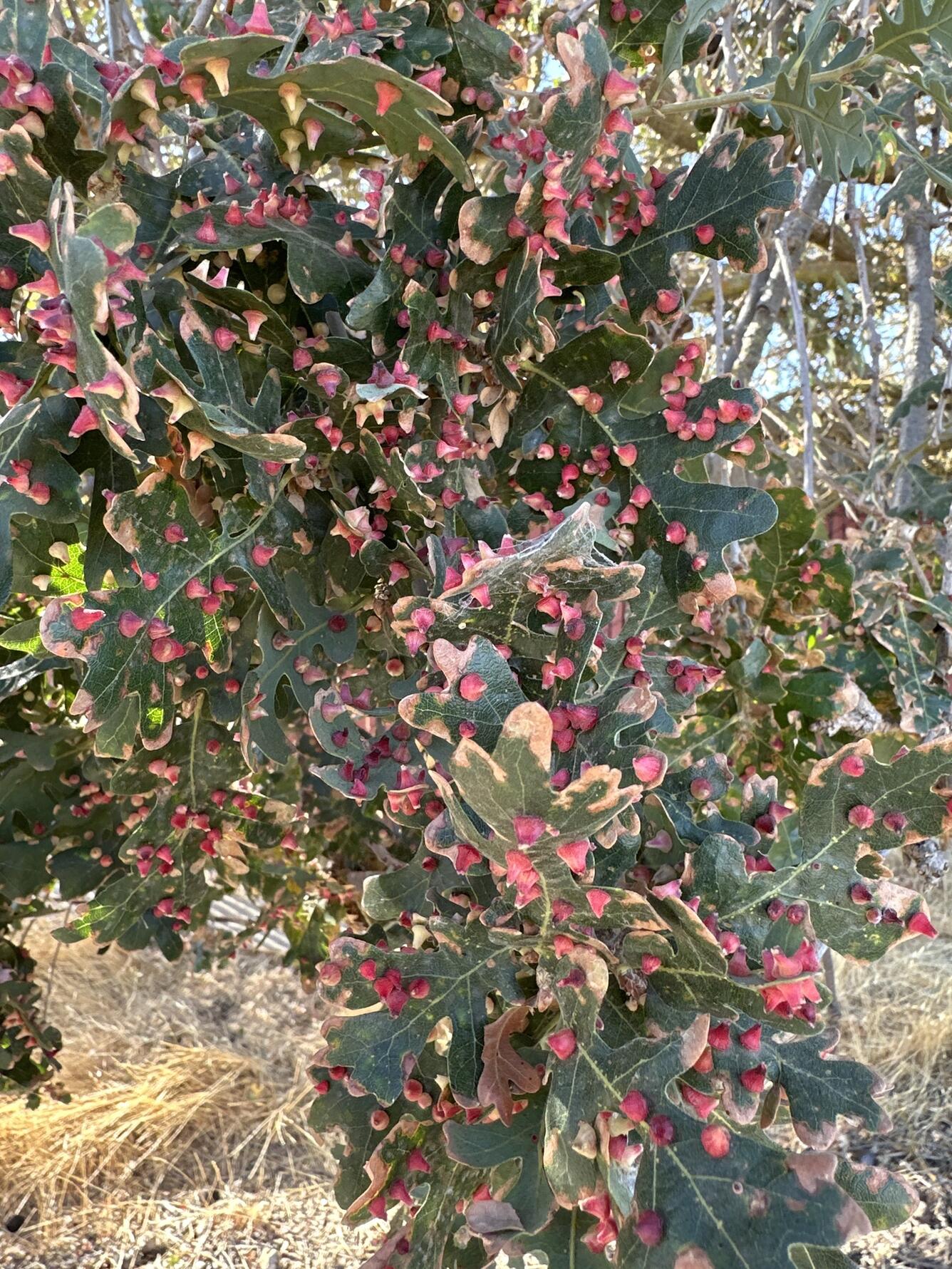 small red cones dot leaves of an oak tree