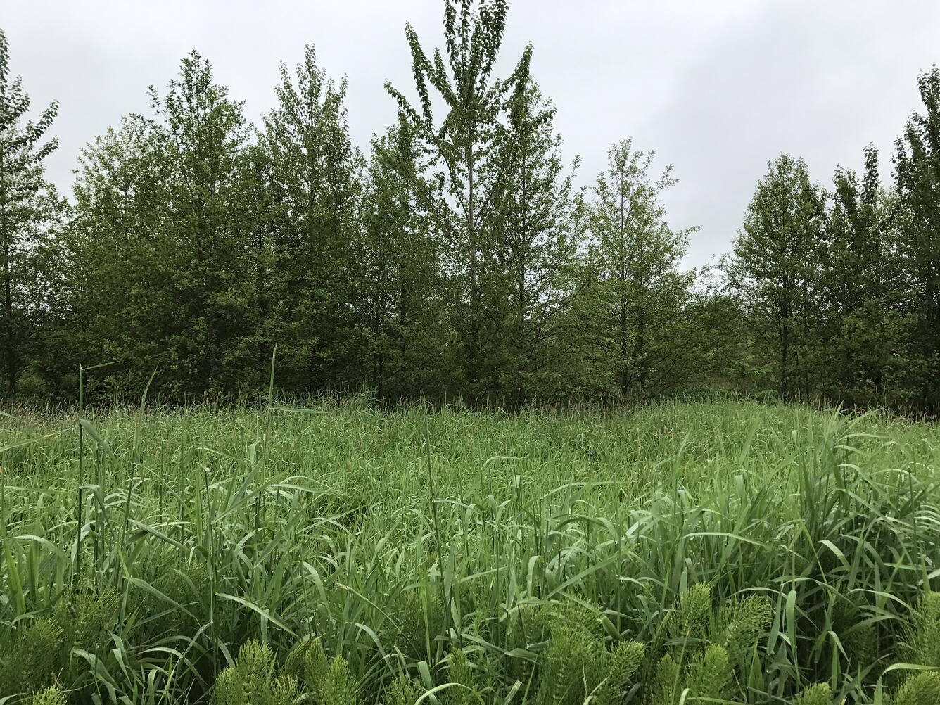Reed canary grass growing between native vegetation