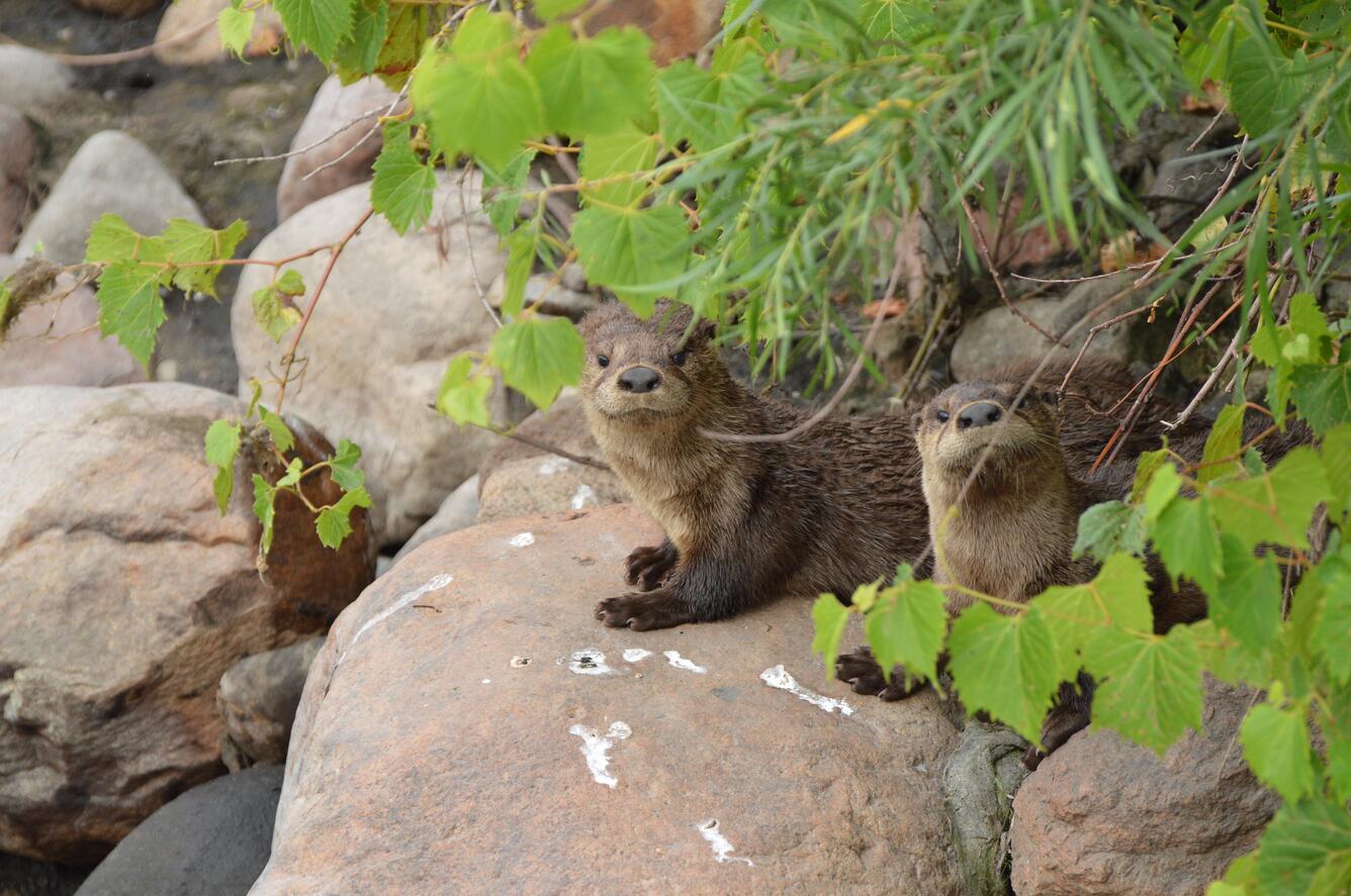 A pair of river otters peeking out from leaves while standing on a rock