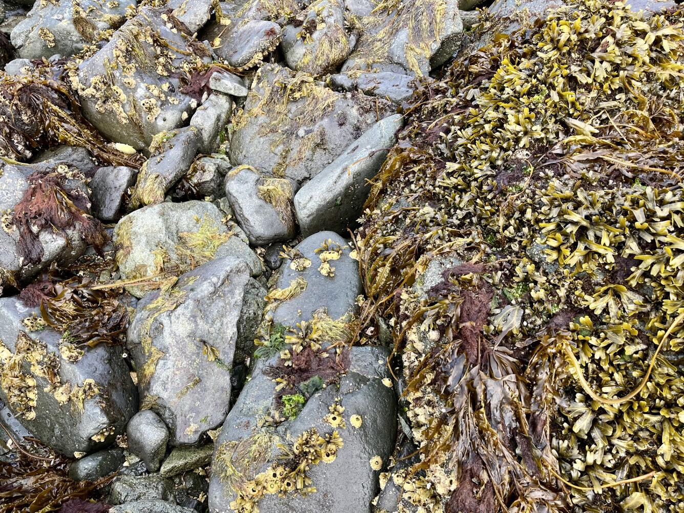 rocks, barnacles, and green, yellowish and red algae at low tide in Alaska.