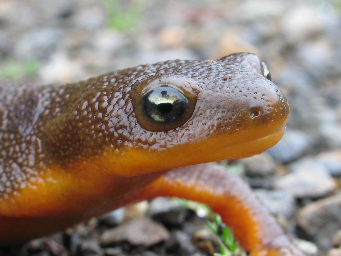 A close-up image of a rough-skinned newt's face