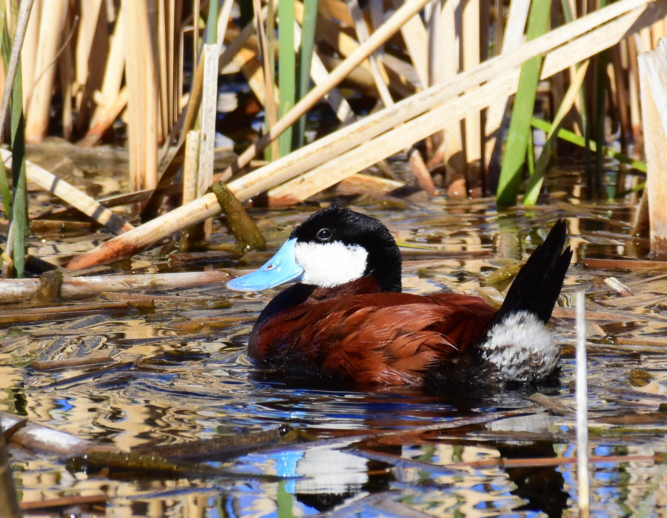 Ruddy duck swimming in reeds