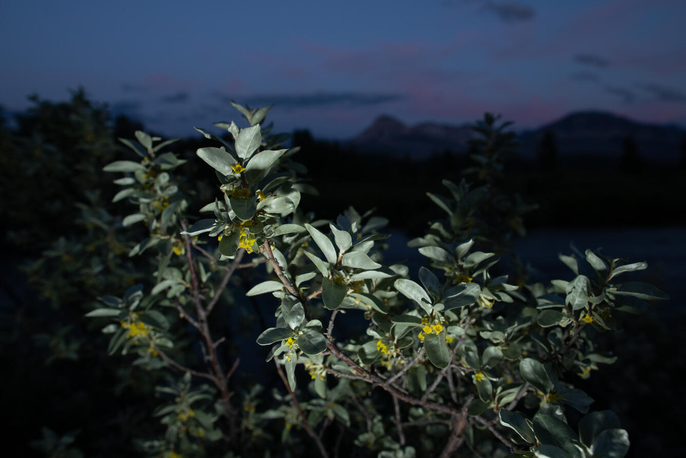 Close up view of Russian olive with a mountain range in the distance