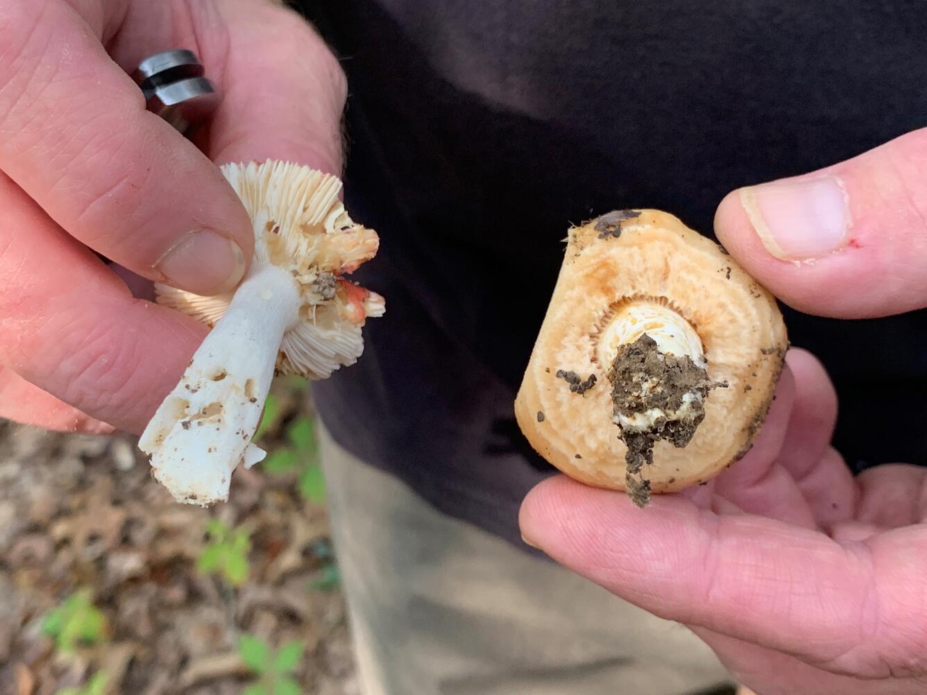 A comparison between Russula and Lactarius Psammicola Mushrooms