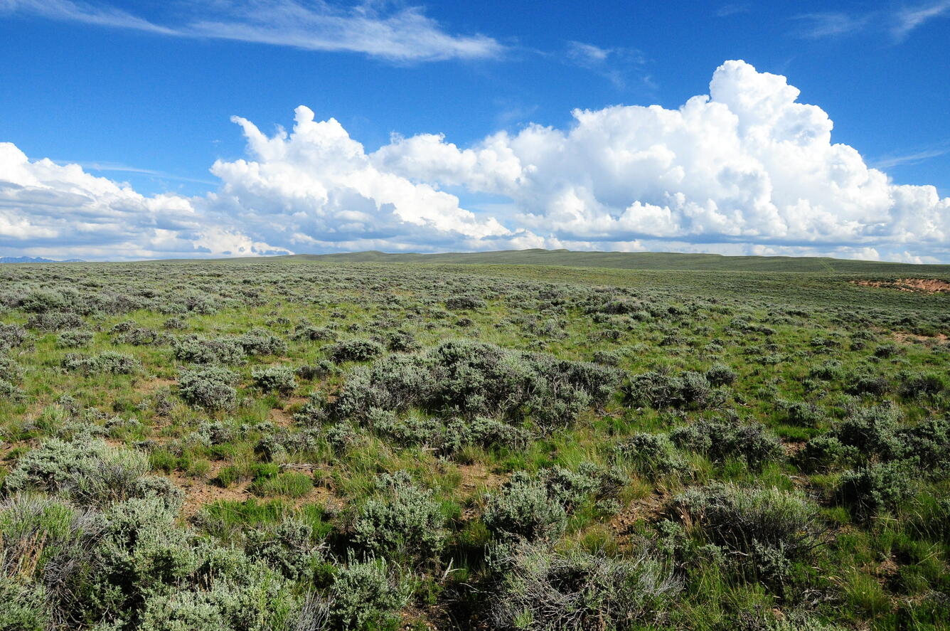 Storm clouds forming over a steppe of green sagebrush
