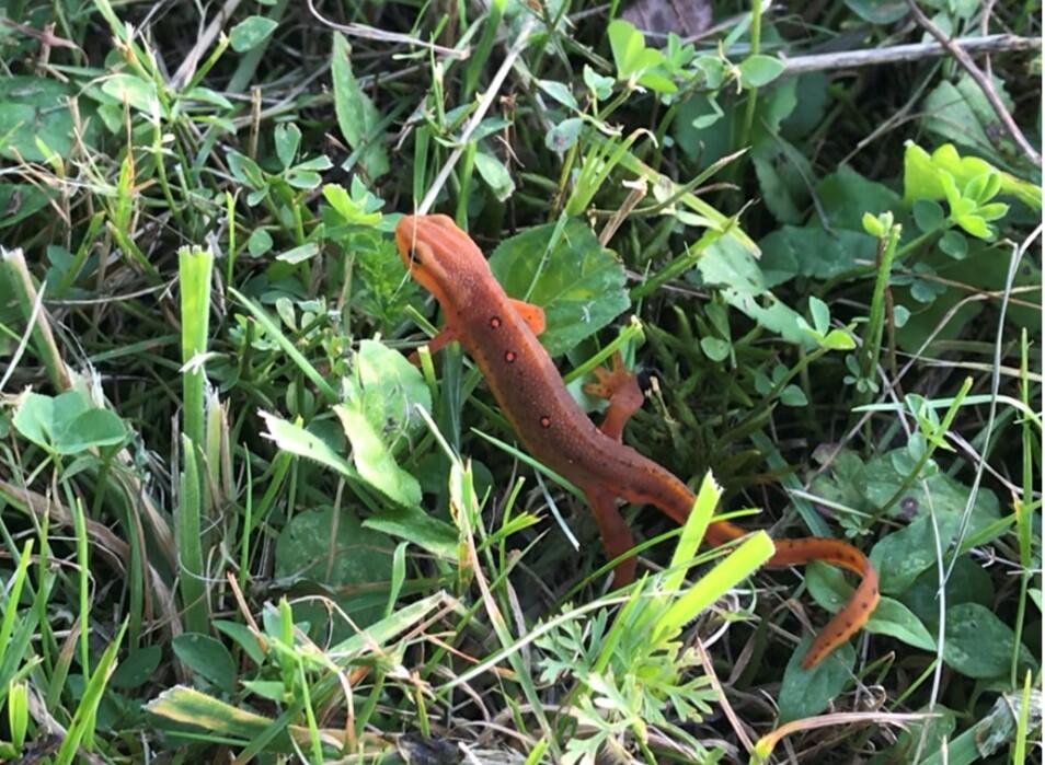 Red-spotted newt crawling in the grass