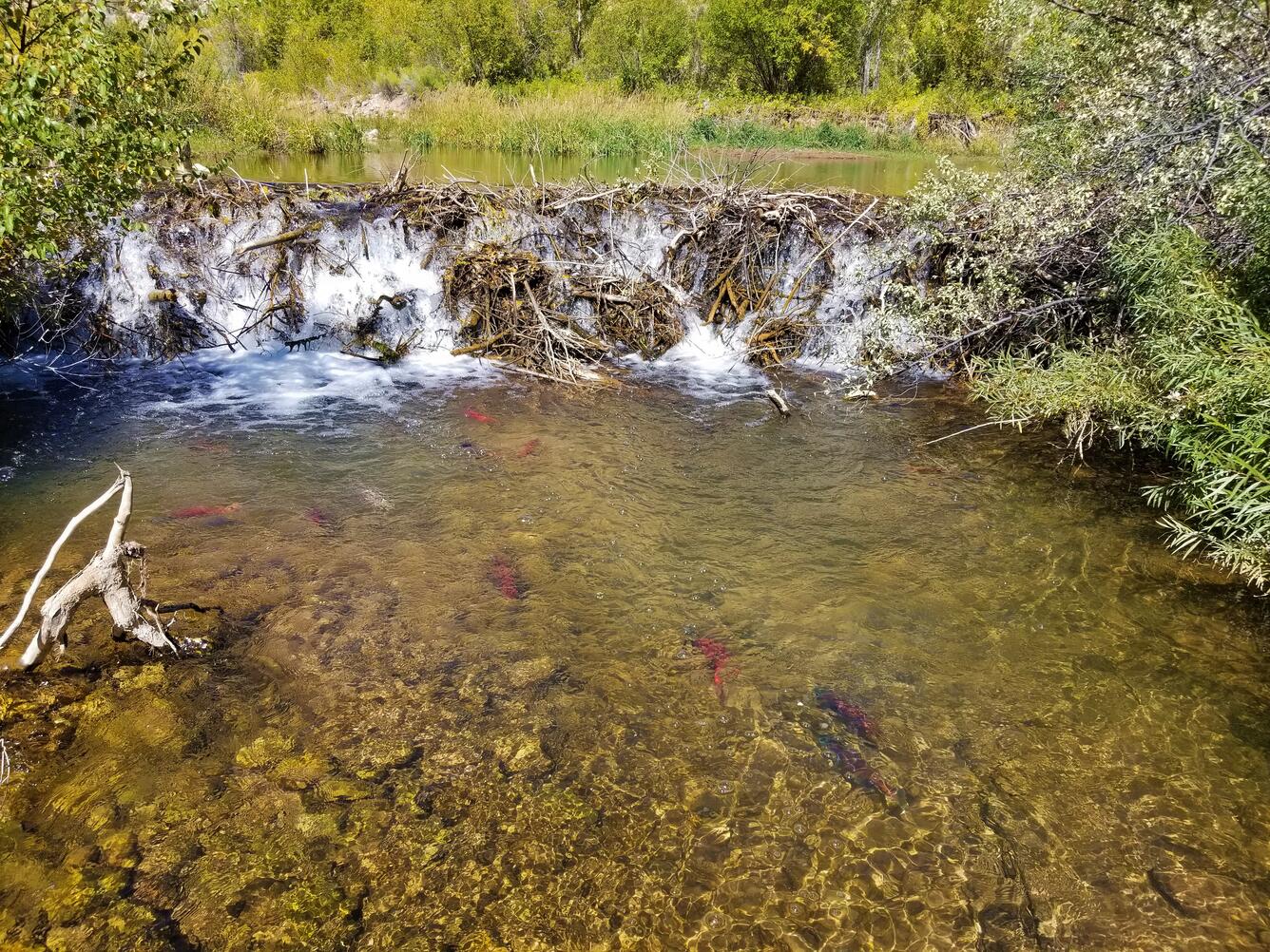 Spawning Kokanee Salmon blocked by a large beaver dam