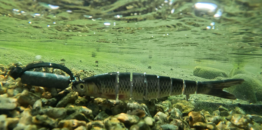 Santa Ana Sucker Lure