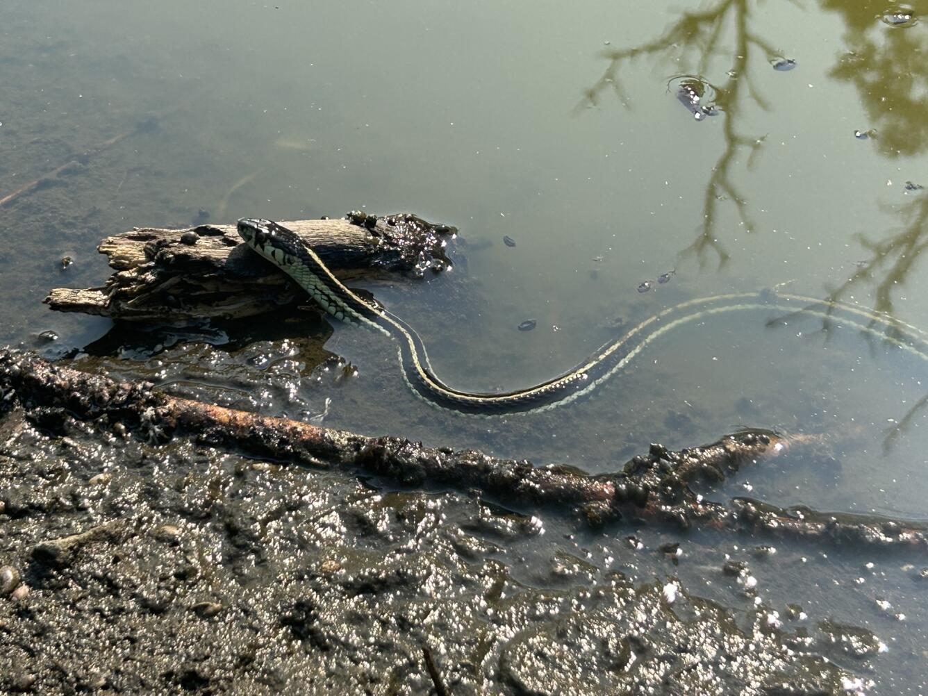 Snake in water