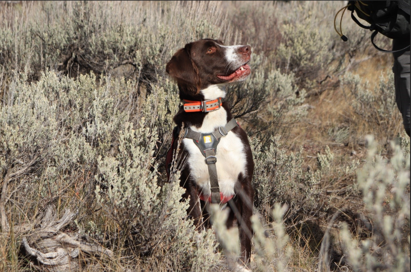 A white and brown dog standing in grass.