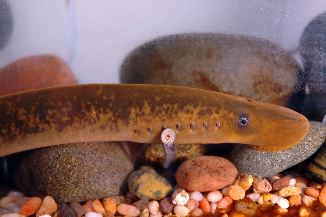 Adult sea lamprey attached to rock with transformer next to it