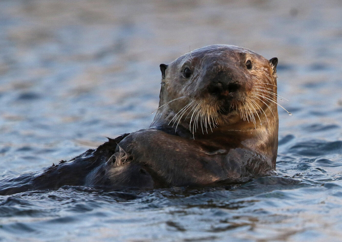 Sea otter on it's back looking right at the camera