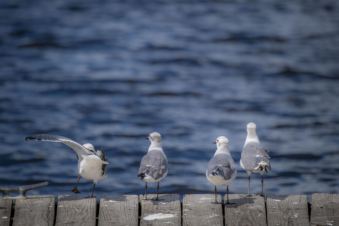 The back of four seagulls sitting on a pier in front of the Gulf of Mexico