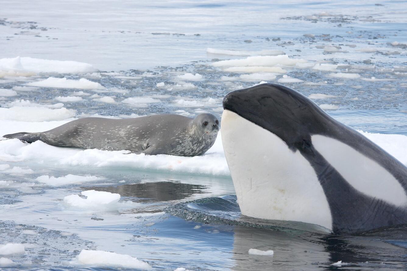 Seal on small patch of sea ice watching an orca