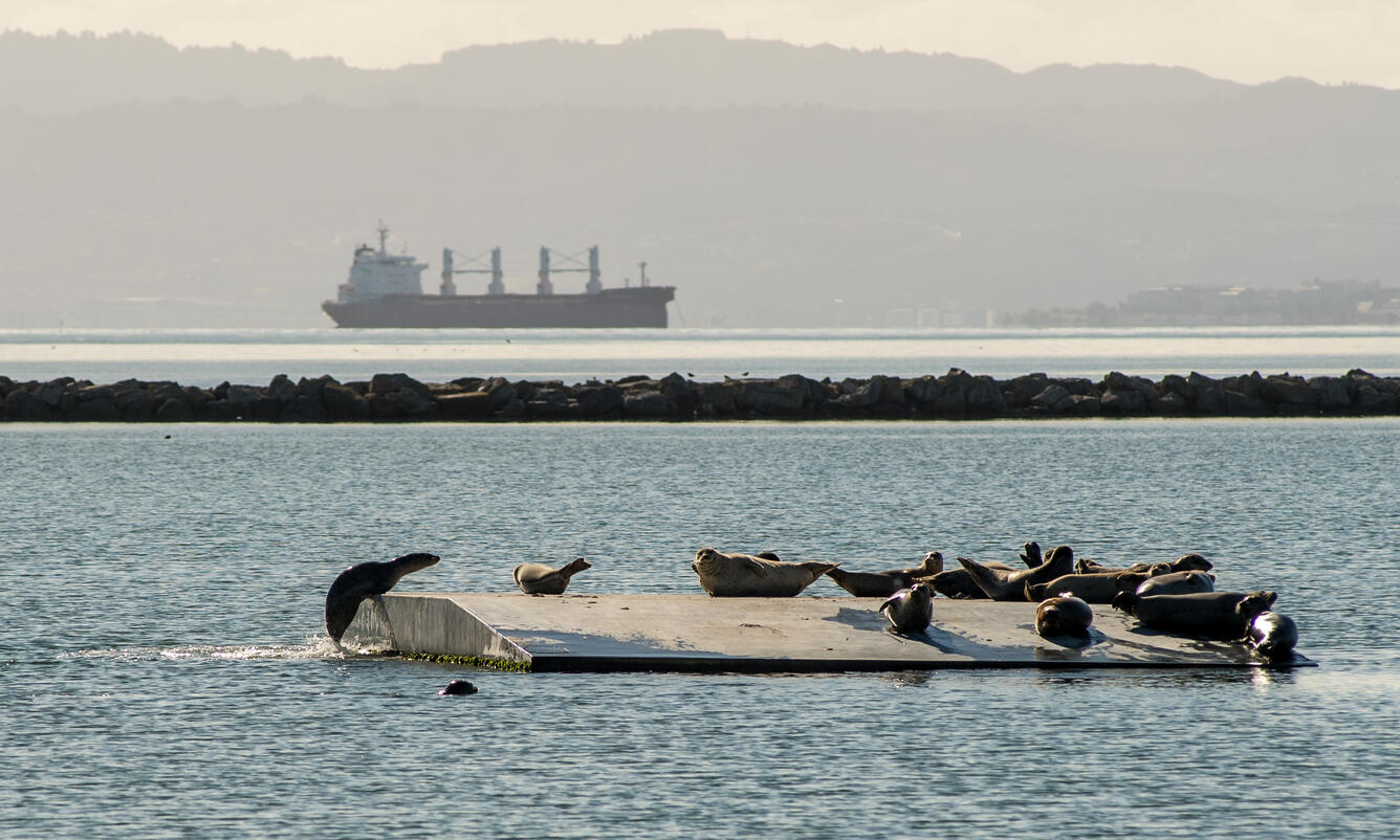 Multiple harbor seals on a specially built platform