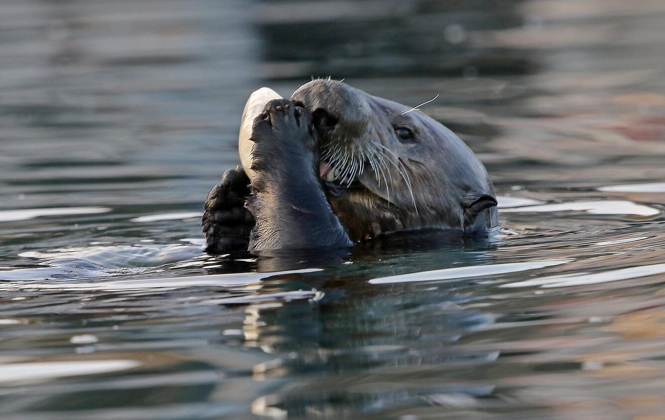 Sea otter eating a clam