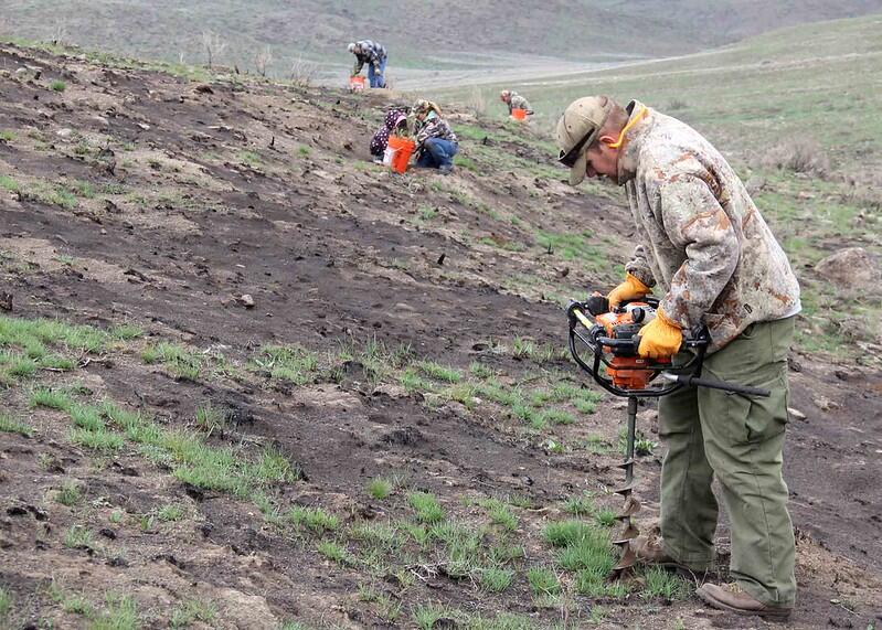 Auger drill is being used to plant a hole deep enough