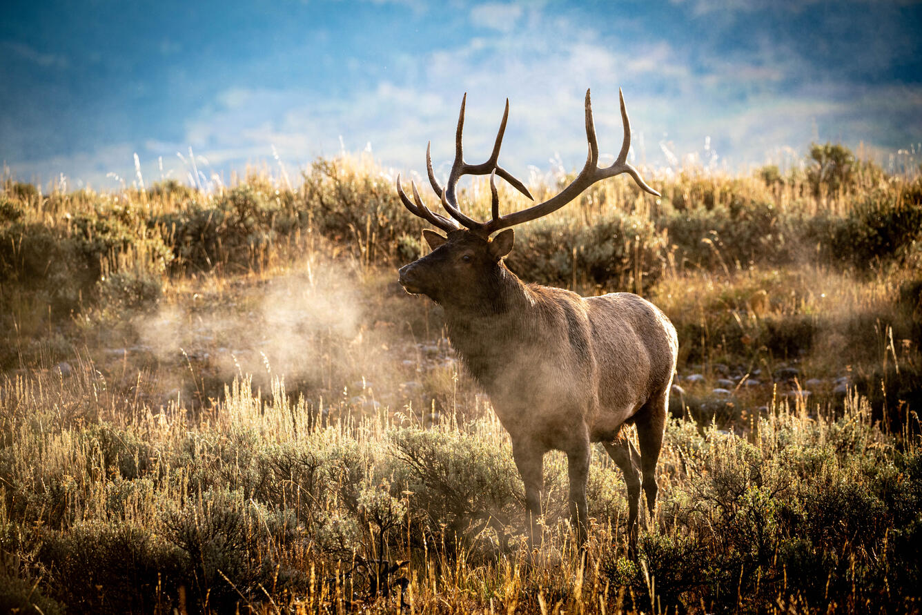 Bull elk in Grand Teton National Park