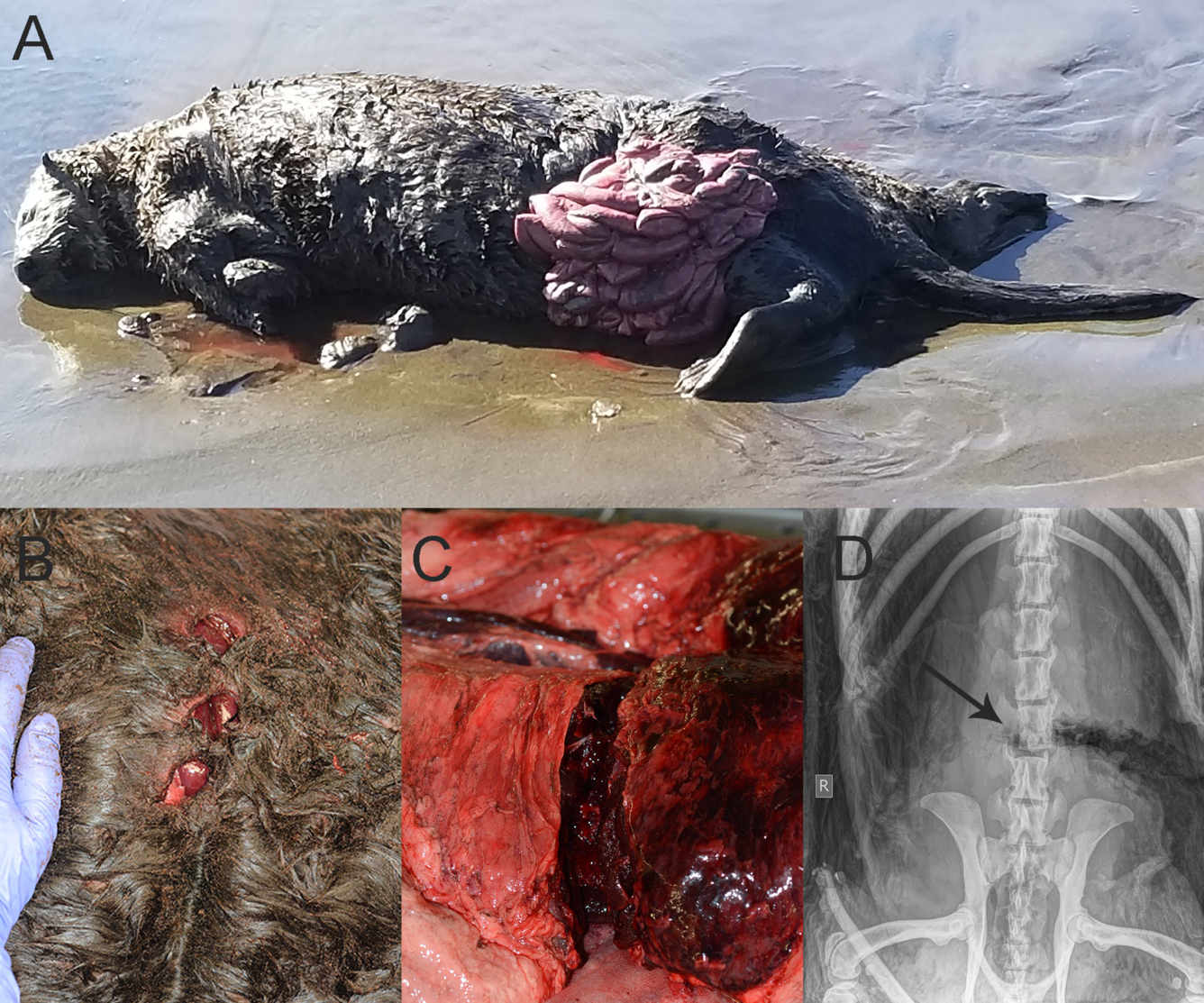 Photographs and a radiograph from a deceased Northern sea otter with a shark bite.