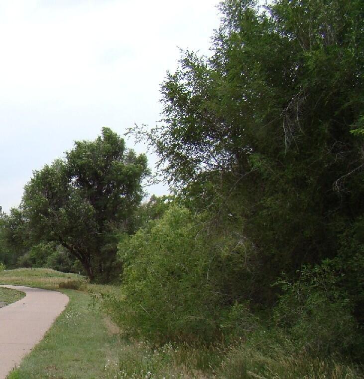 Invasive Siberian elm