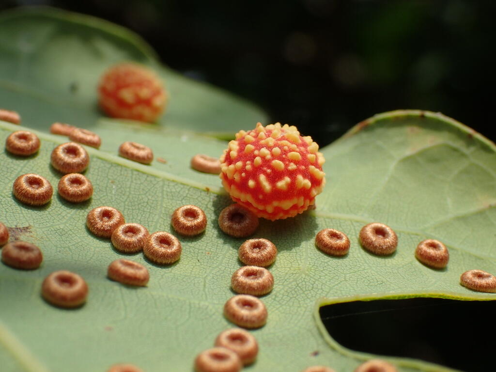 close-up of spiky and disc-shaped galls attached to the underside of a leaf