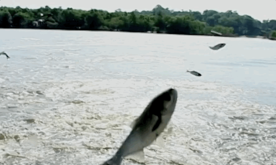 Jumping Carp