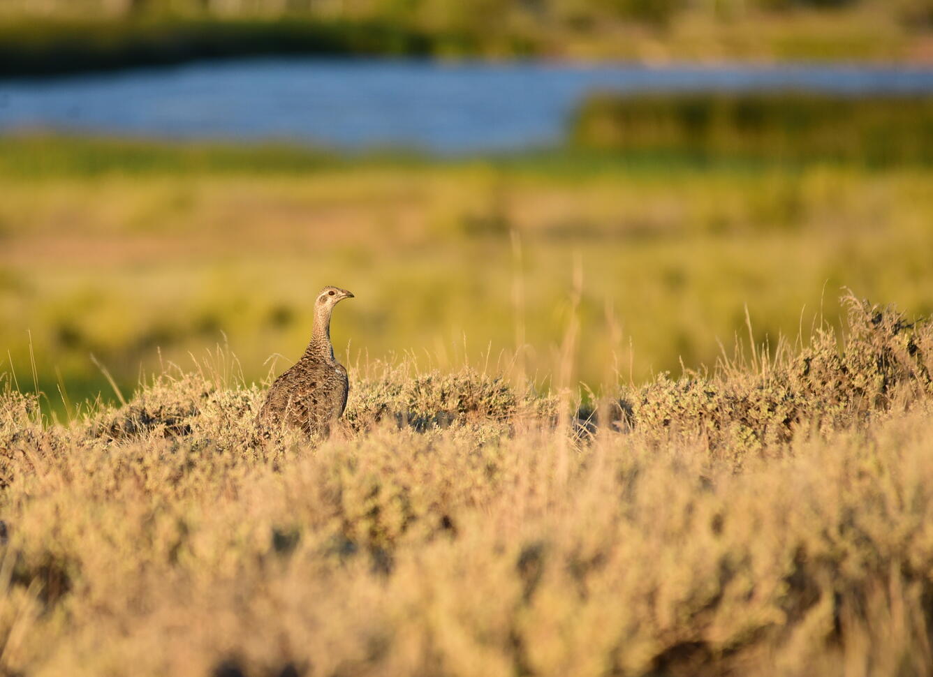 single greater sage-grouse female in sagebrush