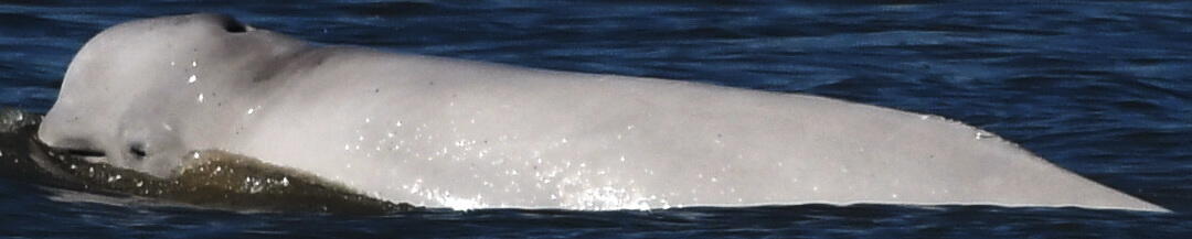 Subadult Cook Inlet beluga whale surfaces in the waters of Cook Inlet, Alaska, near Anchorage, showing part of its left side.