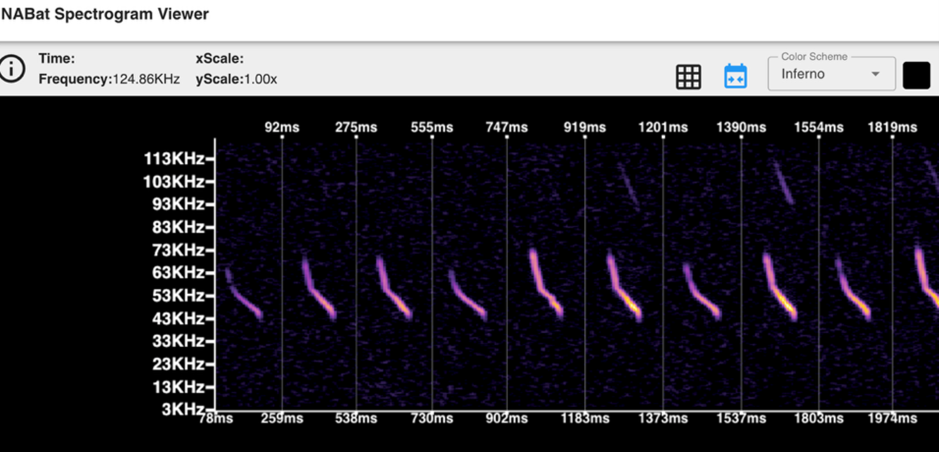 Purple lines on a graph of milliseconds versus hertz with title "NABat Spectrogram Viewer" and scale and color at the top