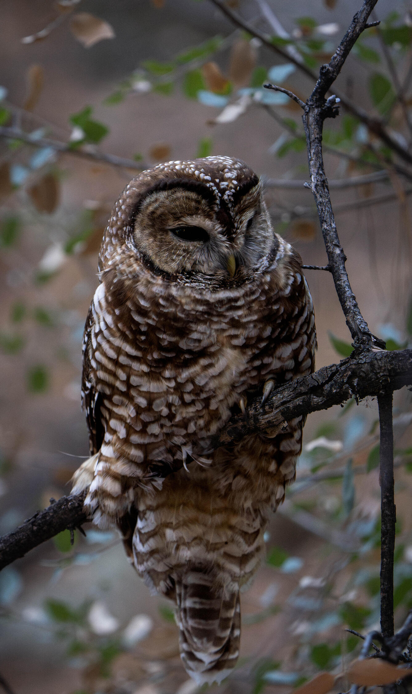 A full-body image of a Mexican Spotted Owl perched on a tree branch. 