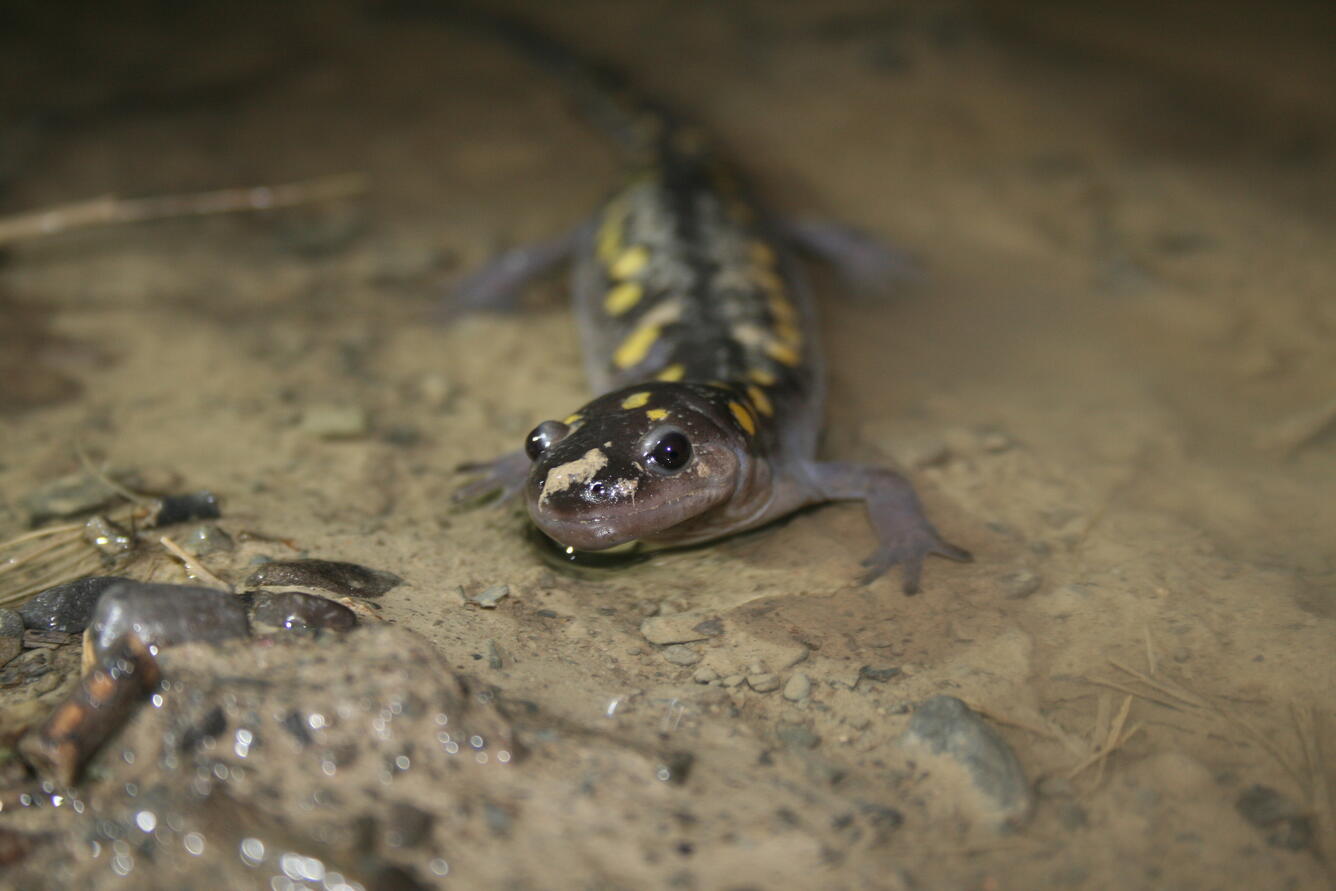 Looking right at a spotted salamander with mud on it's nose