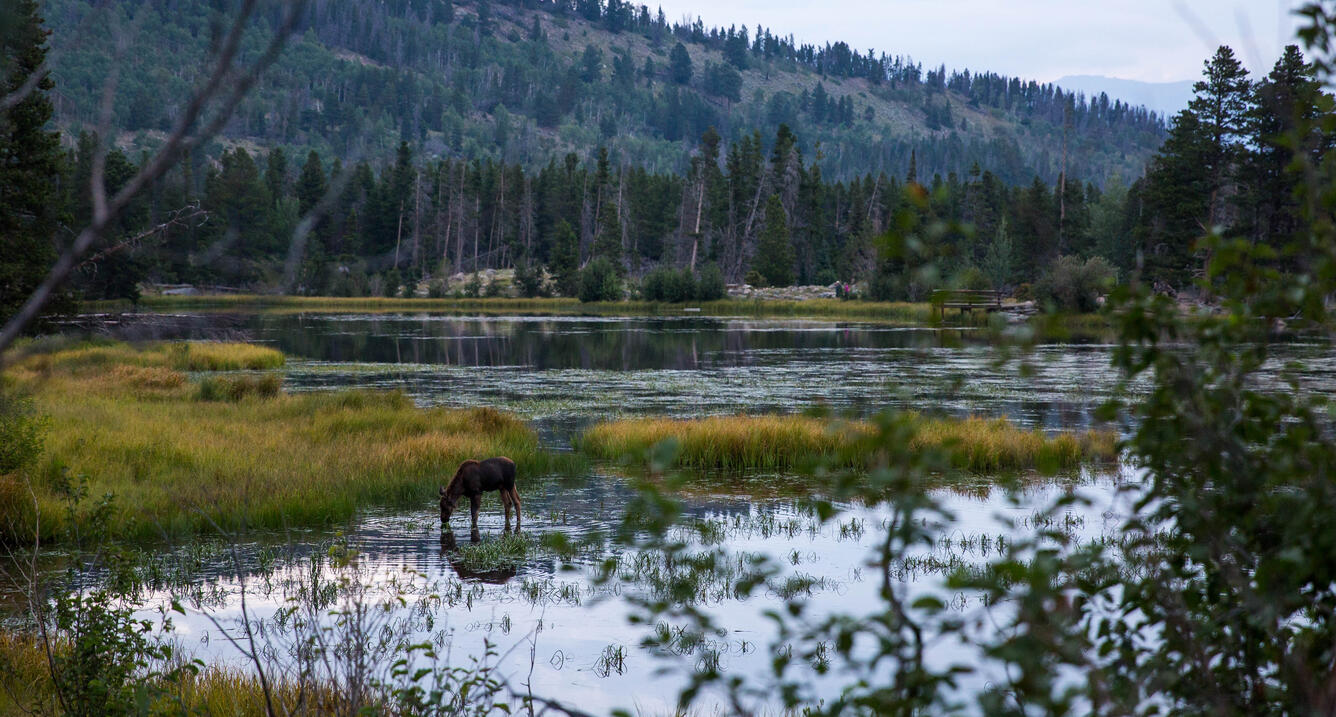 Moose drinking from shallow water in Sprague Lake, Rocky Mountain National Park