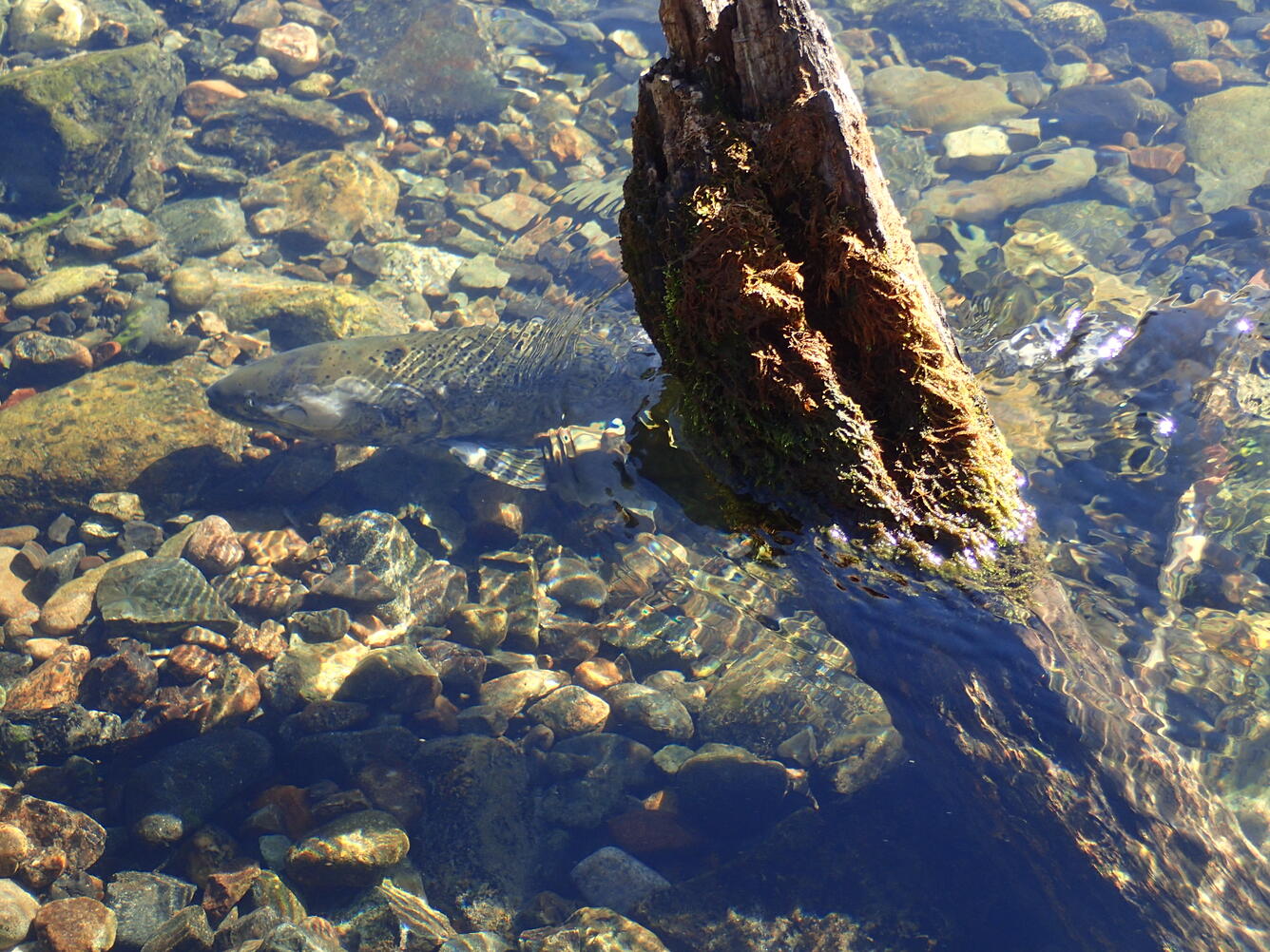 Spring chinook salmon swimming behind a tree trunk