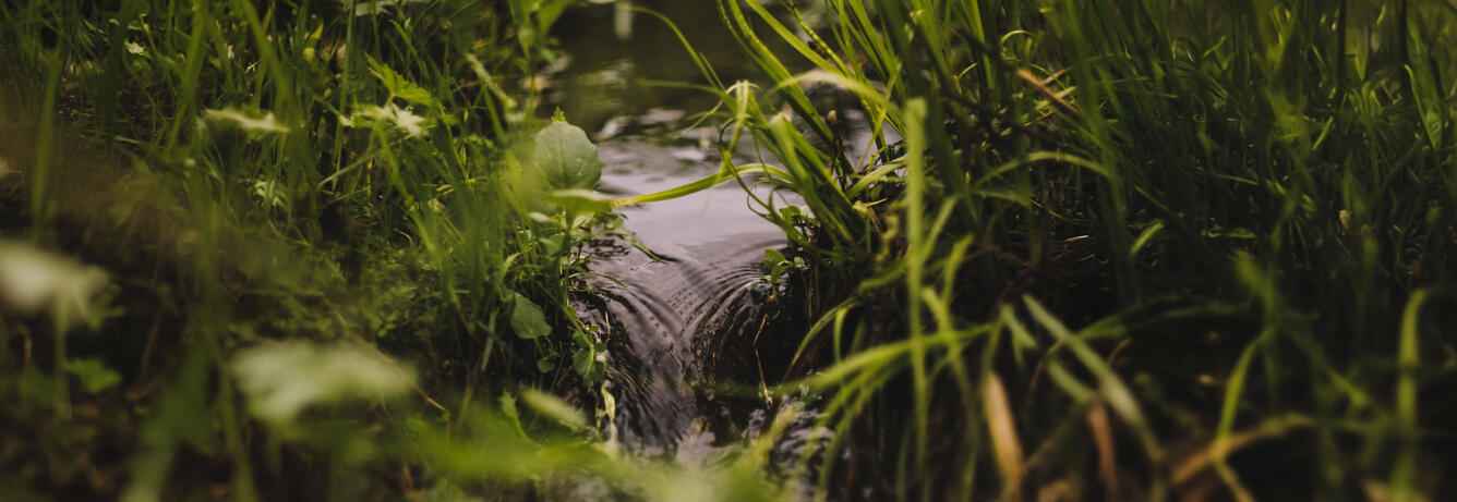 Image of surface water flowing through an opening in grass