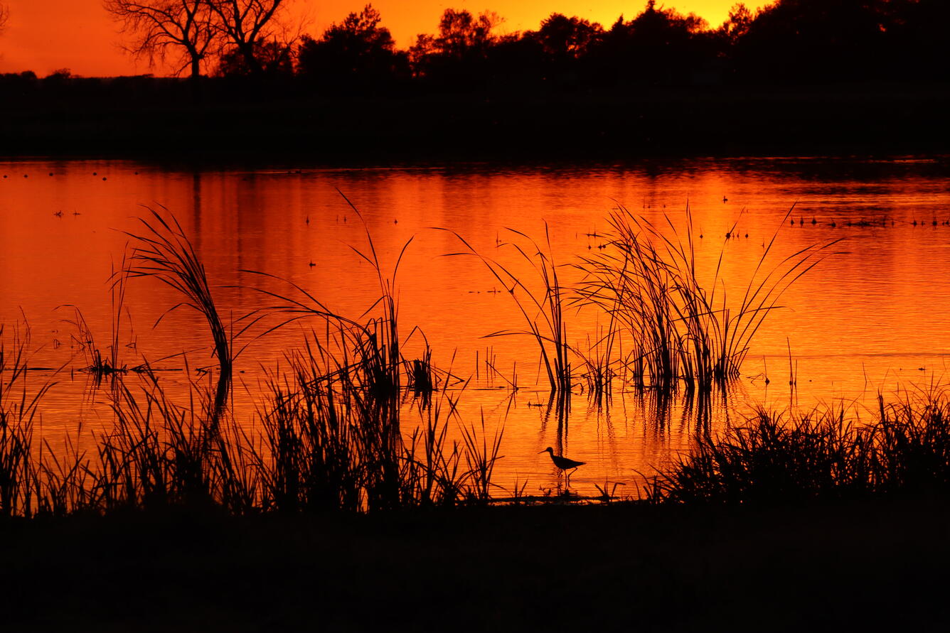 Silhouette of bird walking through wetlands at sunset