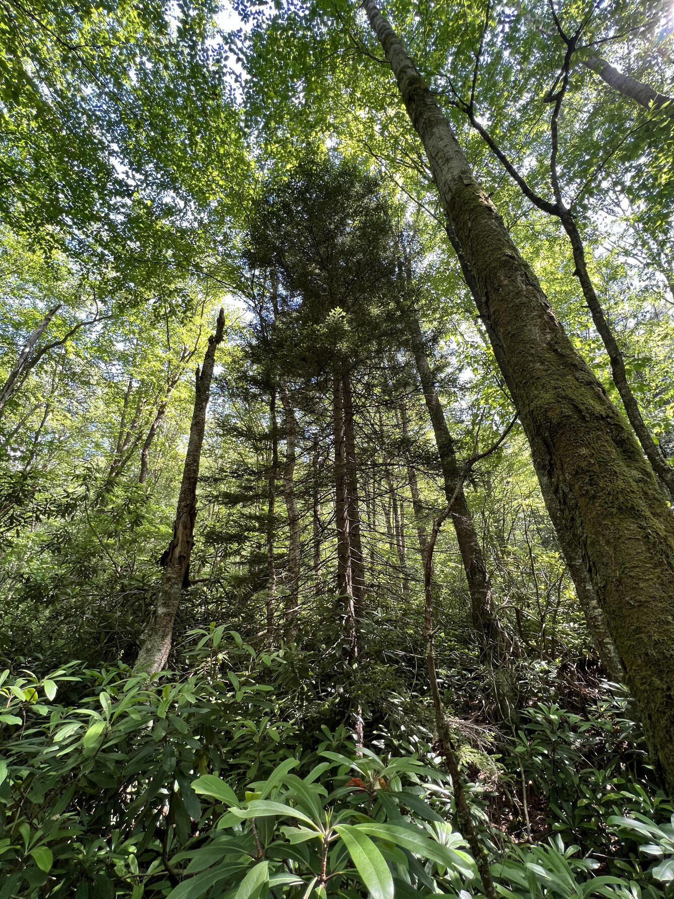 Hardwood canopy dominating above the red spruce