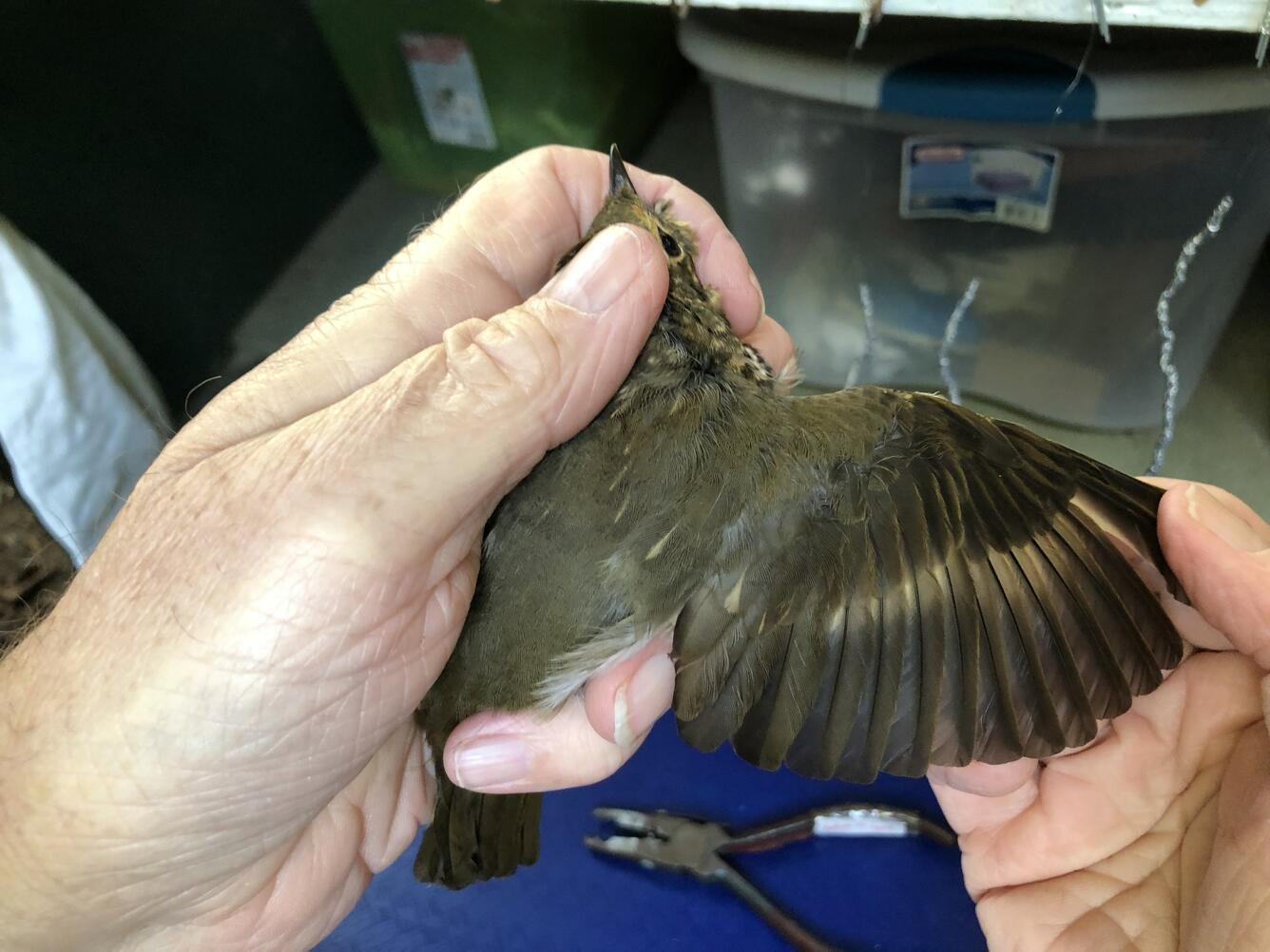 A hatch year bird held in a bander’s hand, with wing spread.