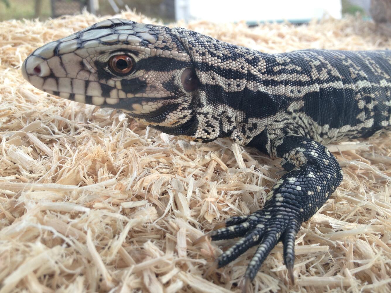 Black and white tegu