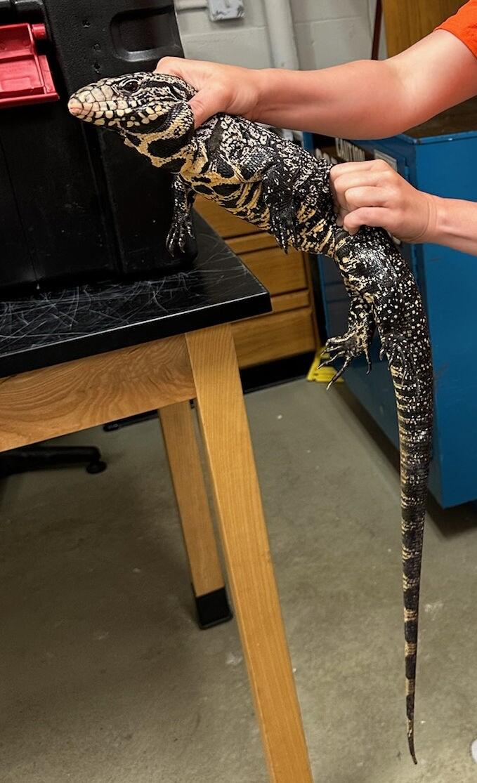 two hands hold up a large black and white spotted lizard, with tables and lab equipment in the background