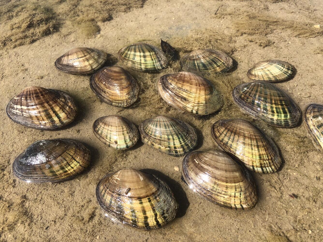 Group of Texas Fatmucket in very shallow water