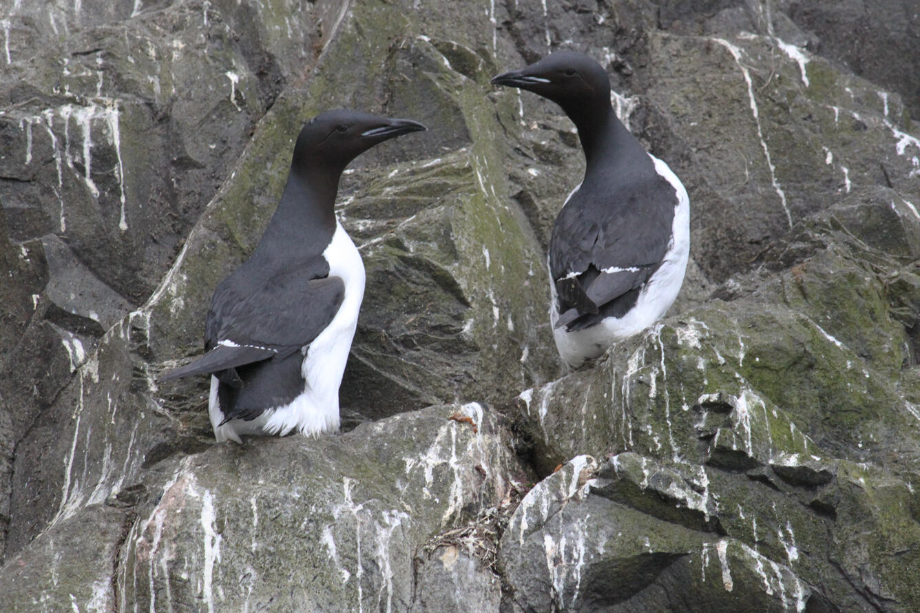 Close-up of two black birds with white underbellies on green rocky cliff. White guano on rocks.